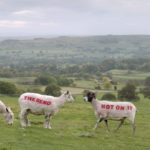 Sheep with 'Brake before the bend not on it' written on them