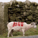 Sheep with 'Slow Down' written on it's back