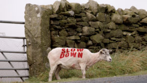 Sheep with 'Slow Down' written on it's back