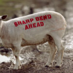 Sheep with 'Sharp bend ahead' written on it's back